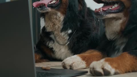 Dog conference meting in computer