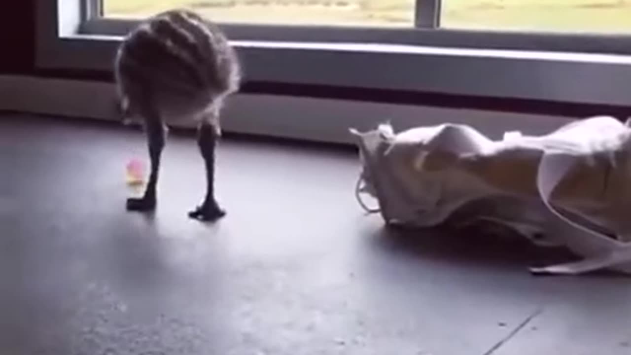 cute baby ostrich