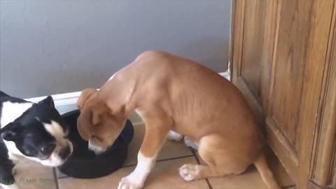 funny cats and dog compilation ｜cats and dogs funny fails ｜cats and dogs funniest videos #10