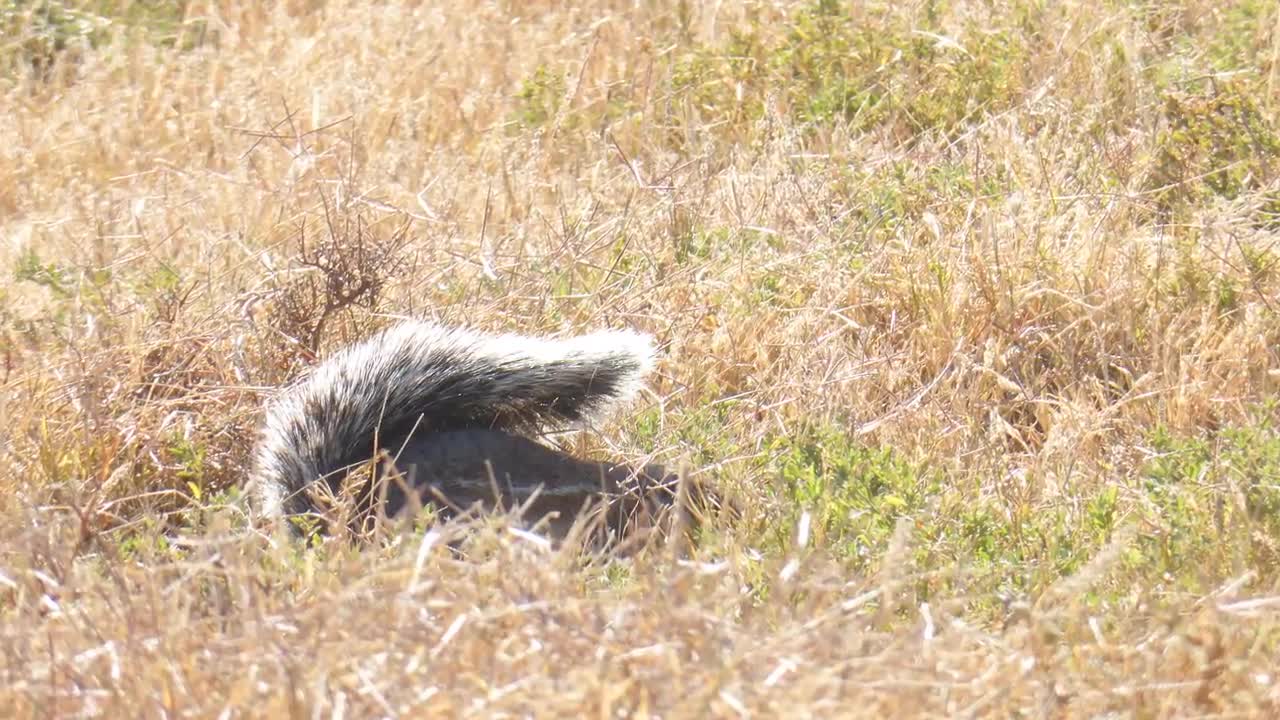 Mountain Zebra National Park Cradock South Africa