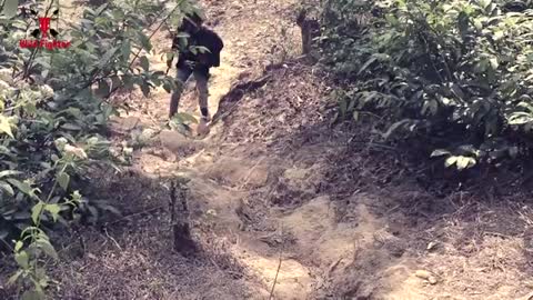 Tiger Attack Man in Forest - Fun Made Movie by Wild Fighter_Cut