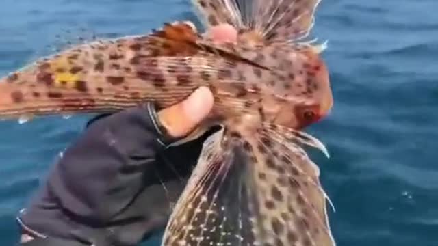 Look at this fish. It can sing