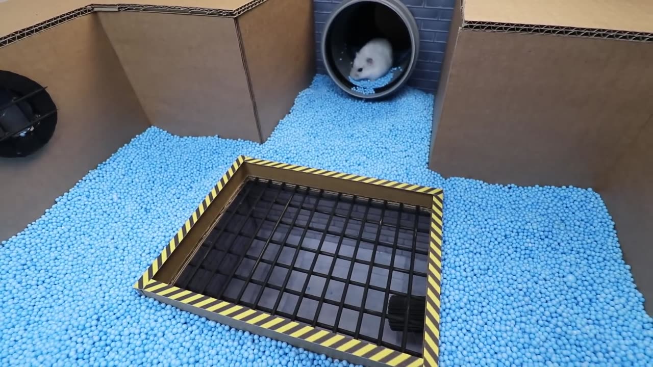 Funny hamster