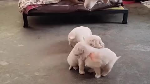 PRECIOUS PUPPY MOMENTS 4-7-23