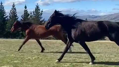 A horse running on the prairie