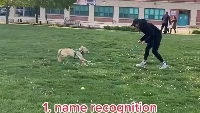 Learn This secret to using your dog 's intelligence to Stop bad behaviour...