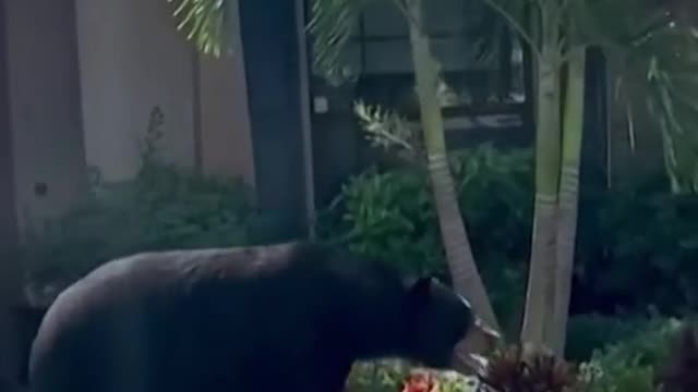 Bear wanders intoFlorida neighborhood