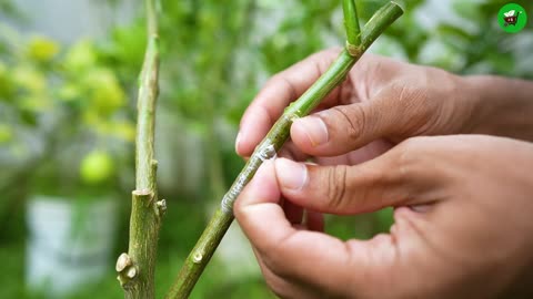 Whip and Tongue Grafting on a Lemon Tree! Grafting technique of lemon tree for beginners