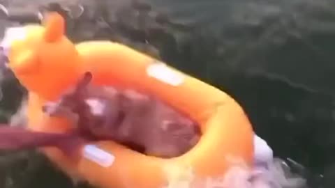 Corgo fits nicely in the tube (