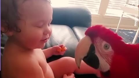 Funny Pets Part 3/3