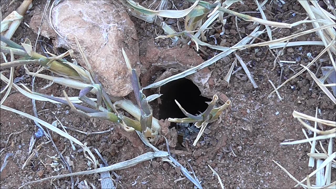 Wolf Spider Sprints At A Wolf Spider Mate