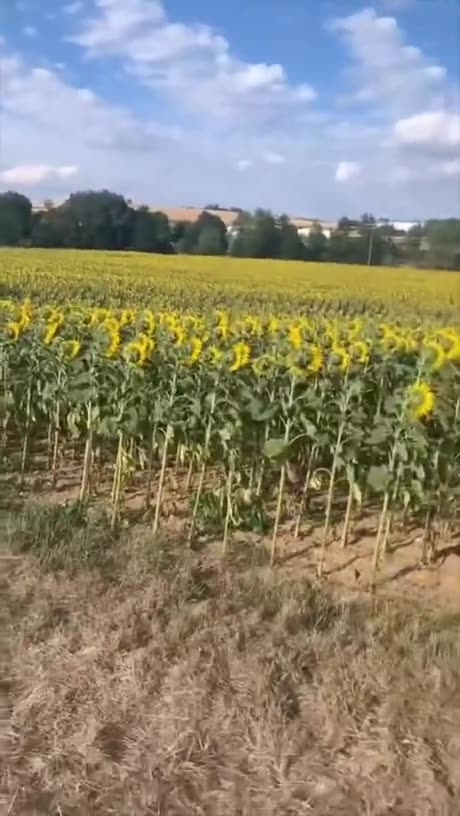 These sunflowers hit puberty