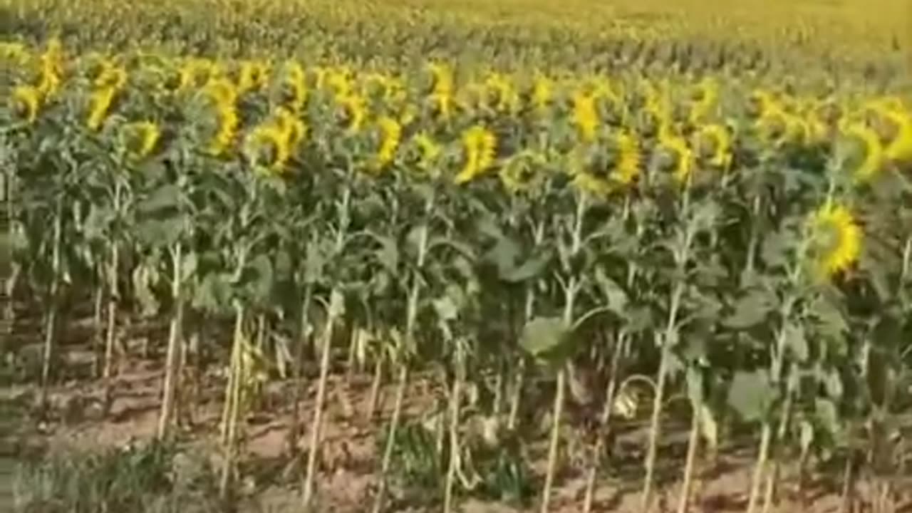 These sunflowers hit puberty