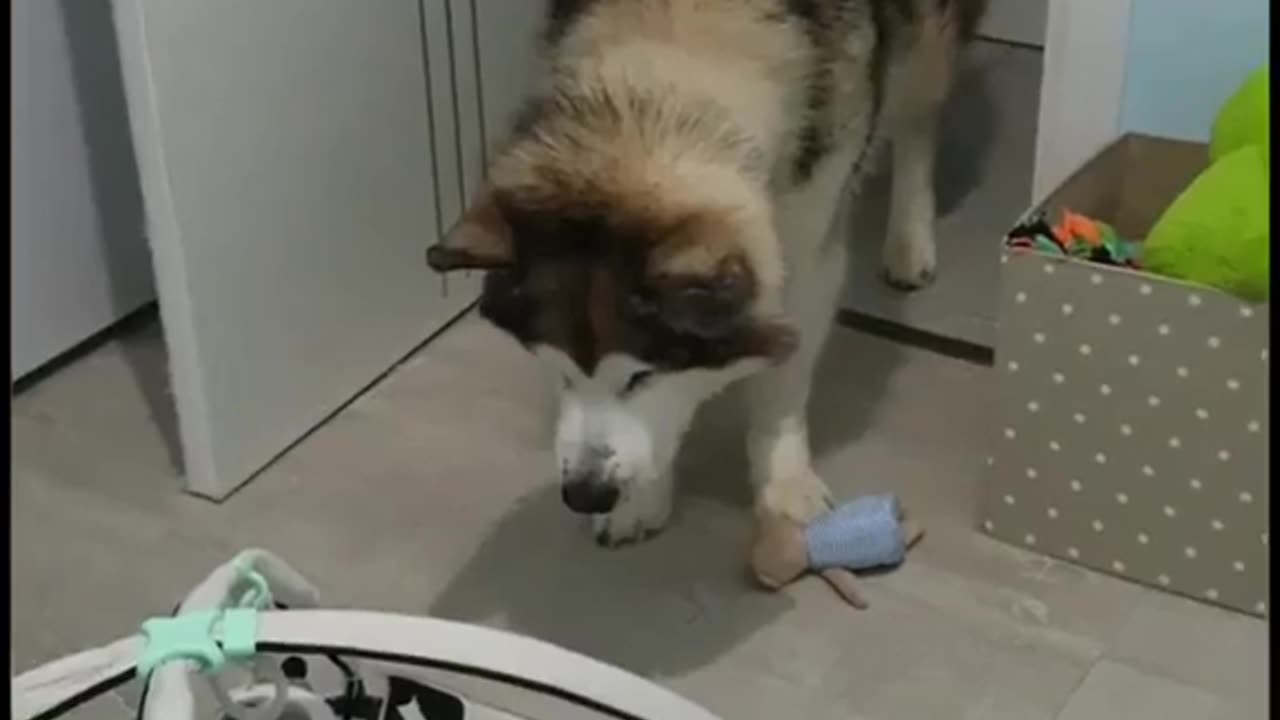 Dog meets Baby for the first time