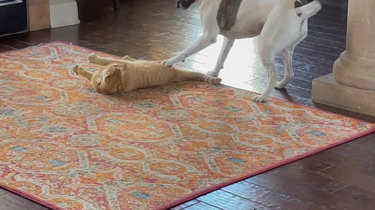 Dog Vs Cat