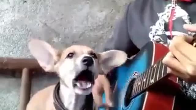 Anjing Menyanyi Mengikuti Nada Gitar Viral 2019