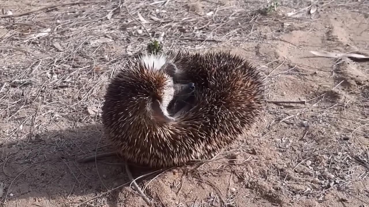 Animals Being FREED For The First Time!