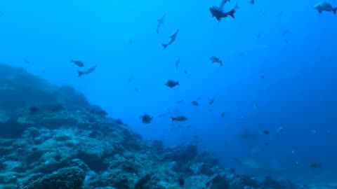 360 Diving with Sharks around the World