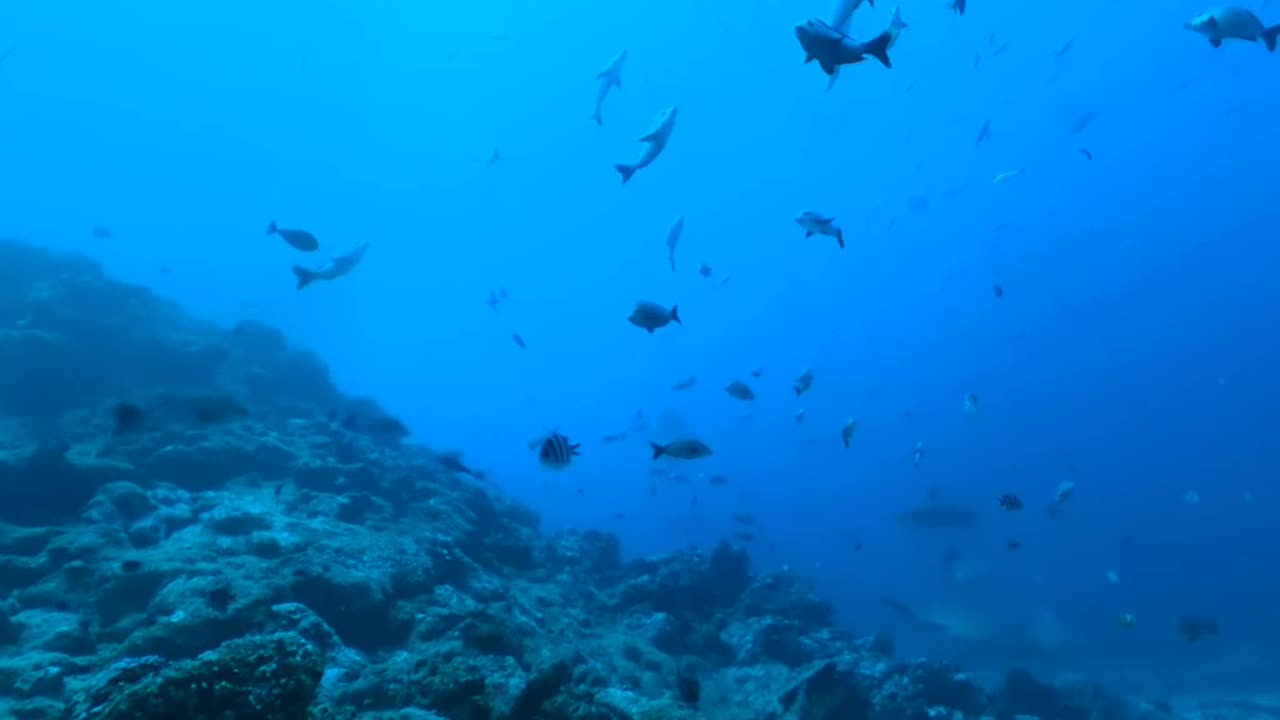 360 Diving with Sharks around the World