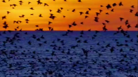 Incredible Birds' Sound in Heaven of Earth #AmazingBirds