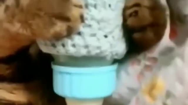 cute cat videos 😹