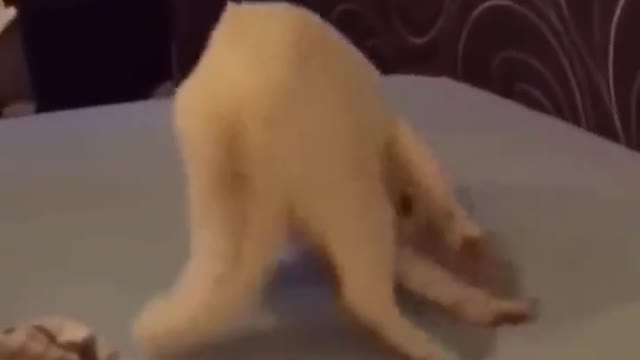 The cat wants to be let out.