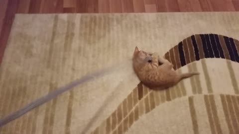 Funny Kitten Loves Leashes