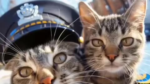 Cat soldiers