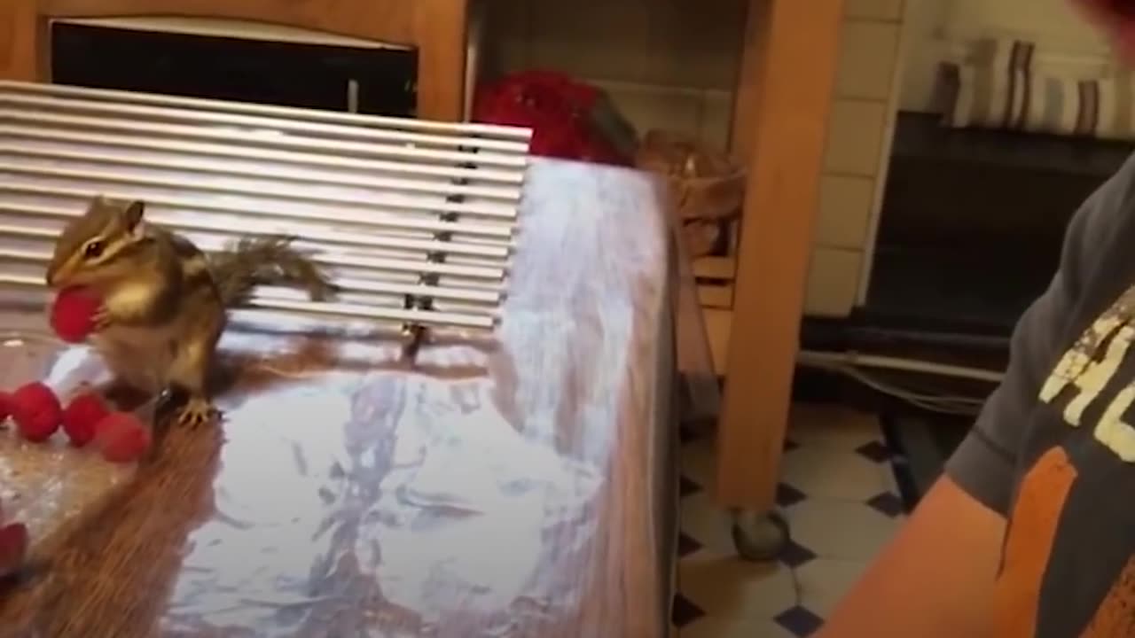 Guy Rescues A Baby Chipmunk And Becomes His Best Friend | The Dodo Soulmates