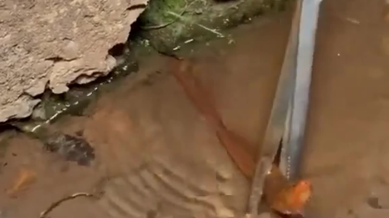 Fishing Trap