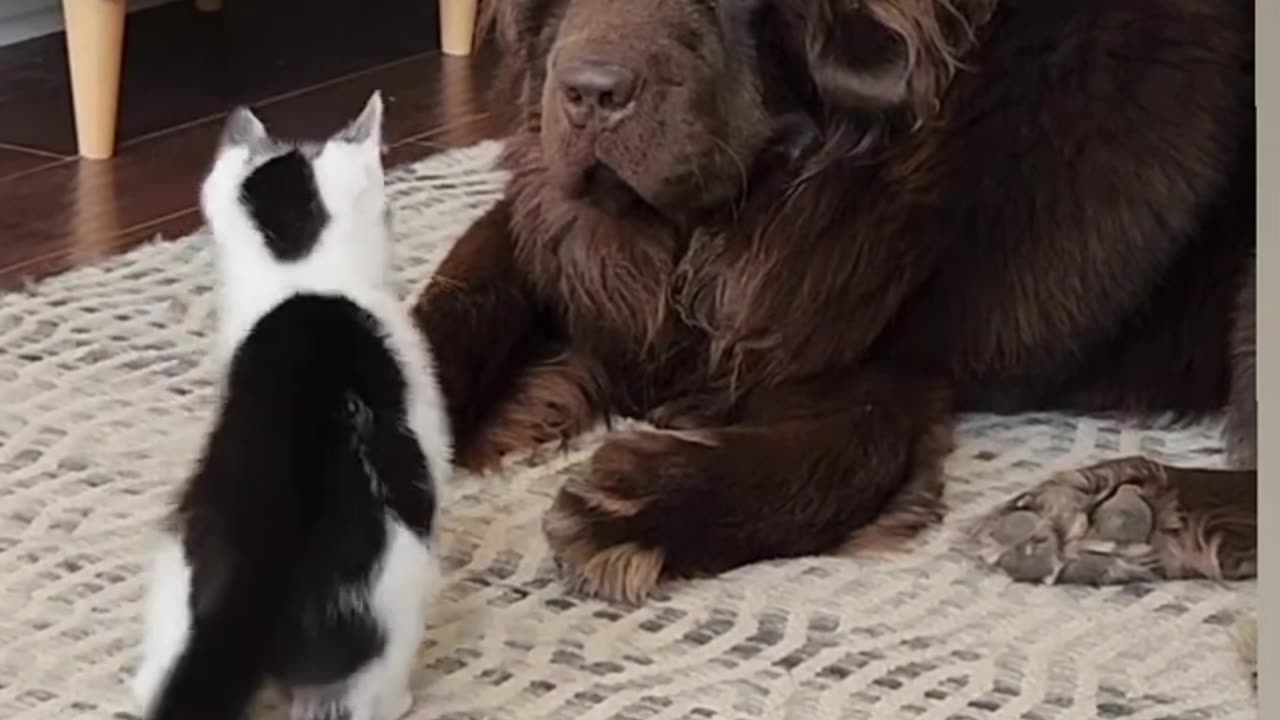 #Cat and Dog 🐕🐶 funny video