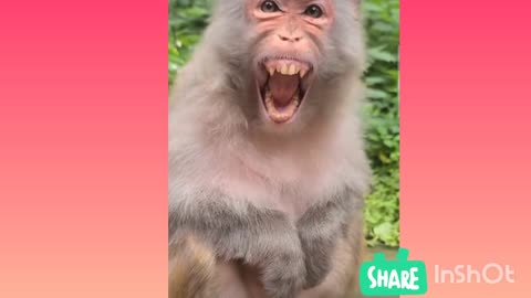 Monkey Funny video / cute monkey | funny video | animals video