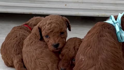 Cute puppies