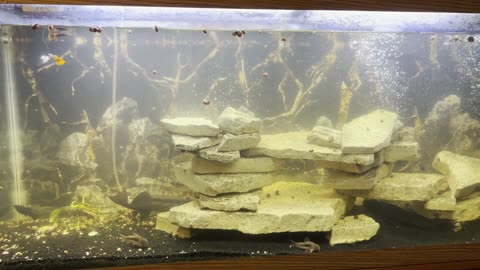 Fishes and snails..