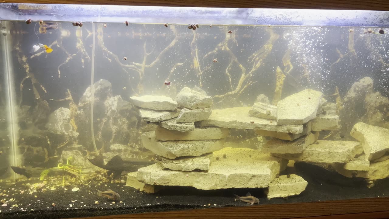 Fishes and snails..