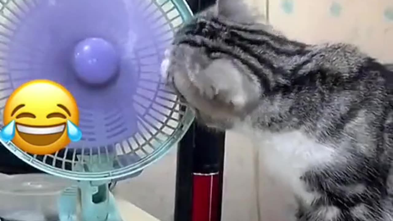 Cat video,cat funny video#cute cat