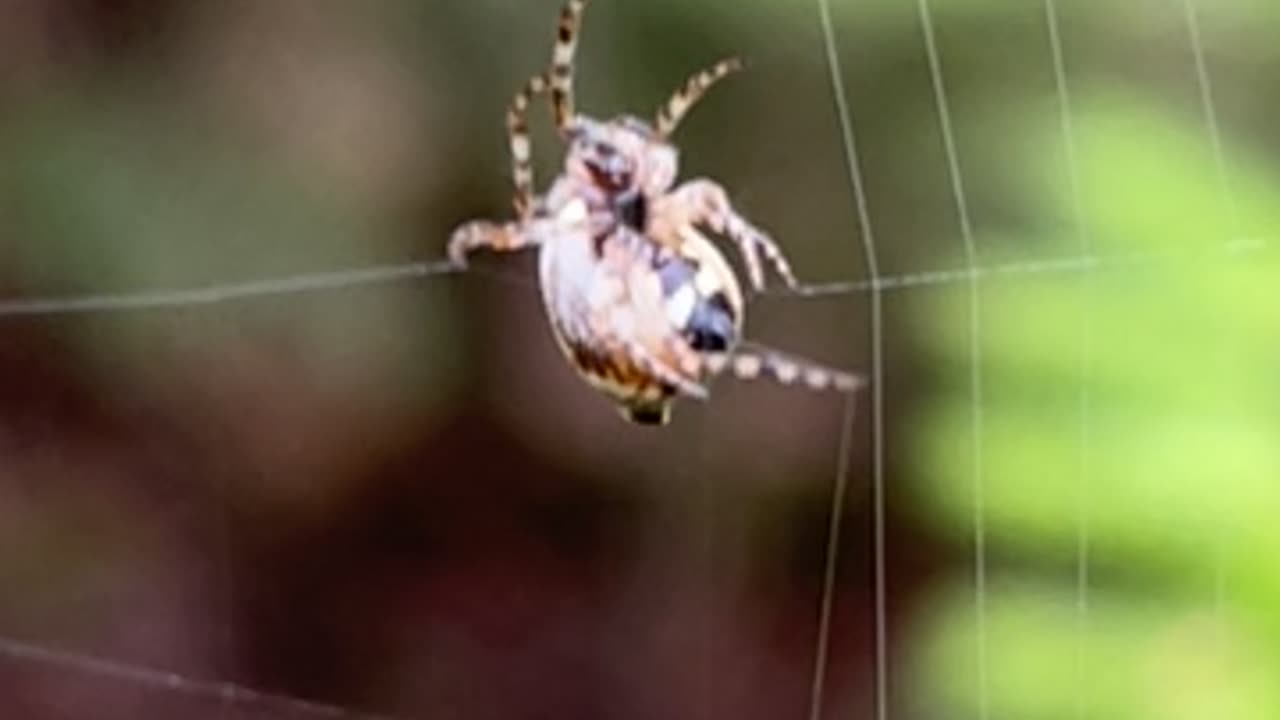 the pattern on this spider looks like an alien