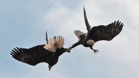 BALD EAGLE VS GOLDEN EAGLE - Which is more powerfull