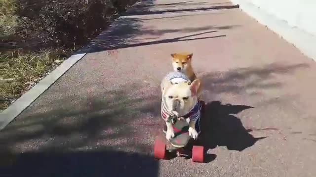 SkateDog