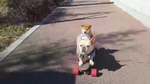 SkateDog