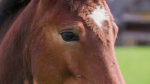 Young horse head close up