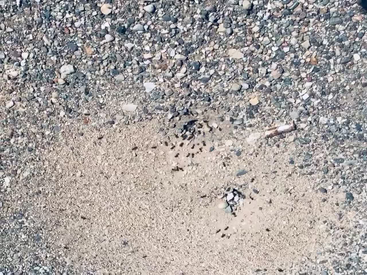 Ant’s GLORIOUS