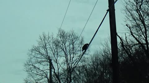 Broad-winged hawk