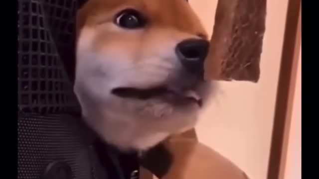 Funny animals video 😂😂😂