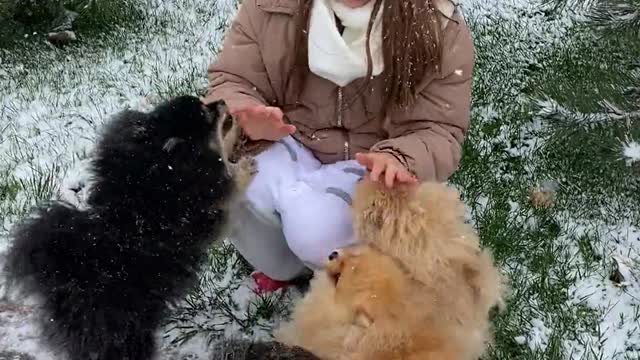 How to Housetrain An Adult Dog