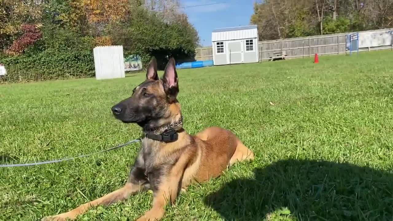 EASY OBEDIENCE TRAINING WITH MY BELGIAN MALINOIS PUPPY! HEEL/ SIT/ DOWN/ STAY!