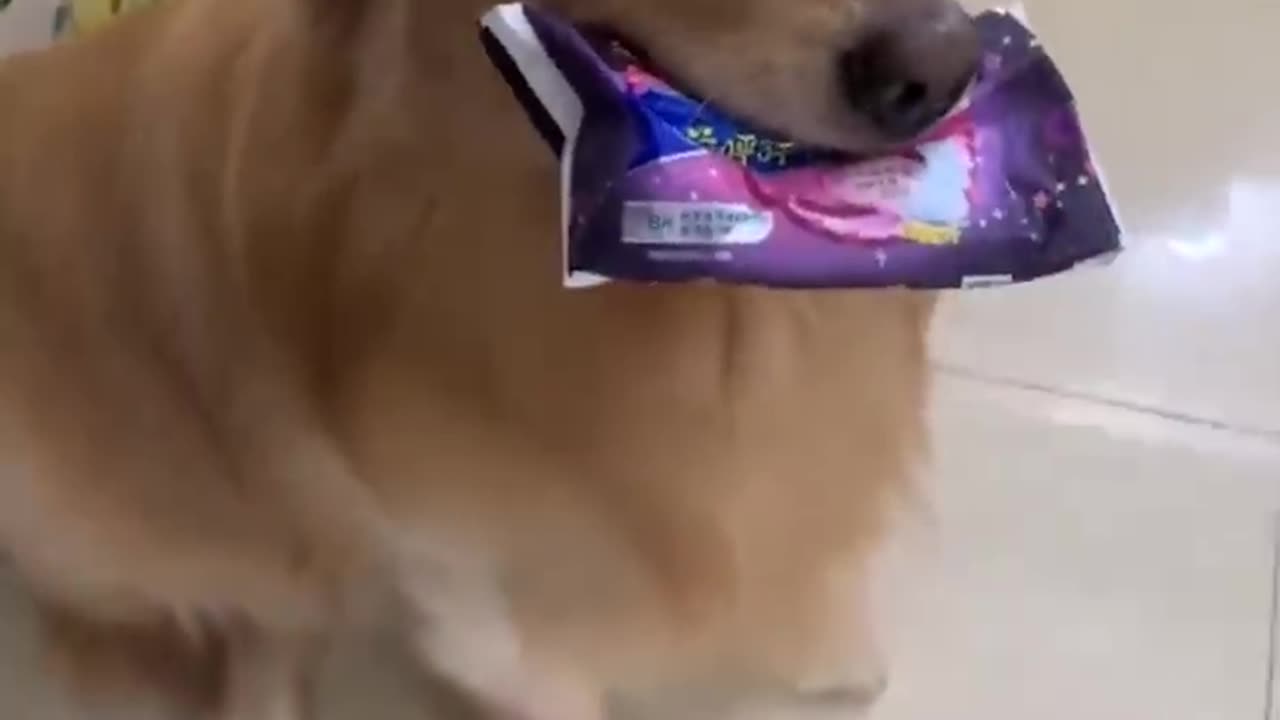 Smart Dogs Help People.