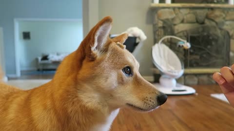 Dog Balancing Treat on Head for 58 Seconds