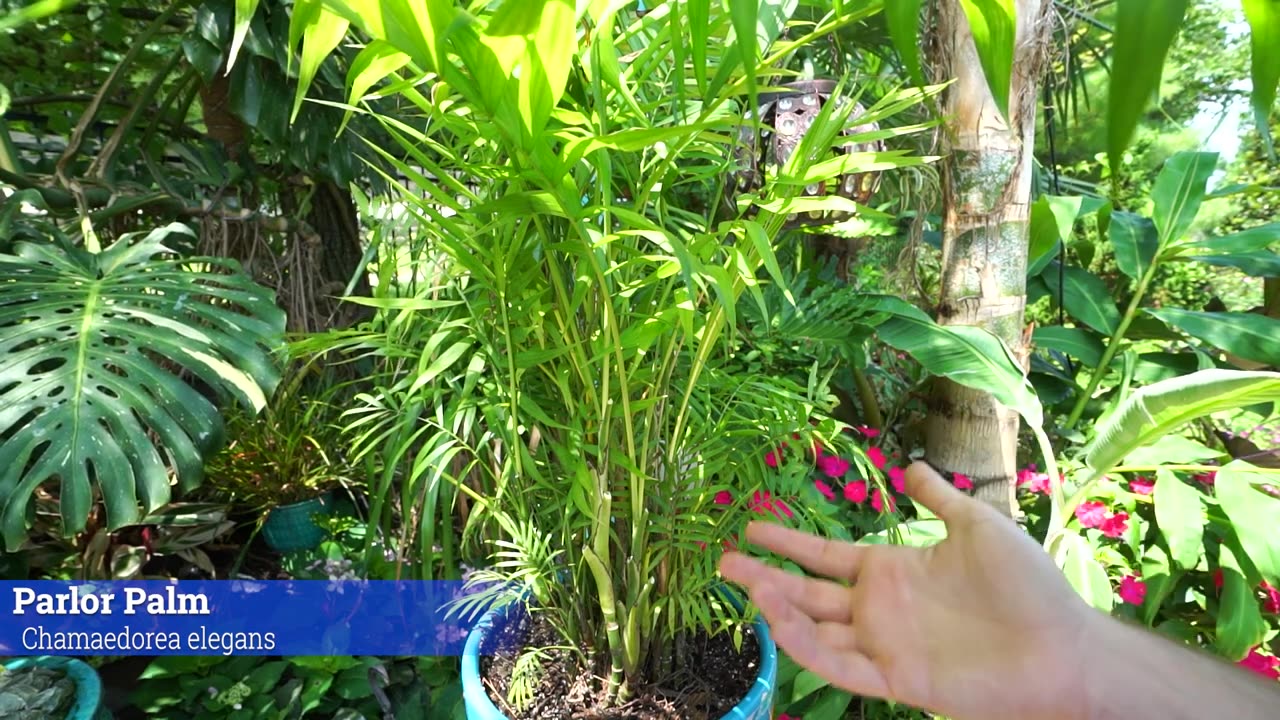 How to Grow Parlor Palms Indoors || Chamaedorea elegans