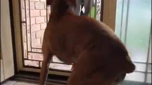 TRY NOT TO LAUGH 😆 Cute Dog Videos 😁 Funny Animal Videos 2021